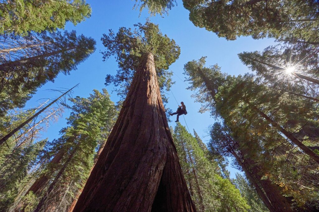 Doctor’s Check-up for General Sherman Tree