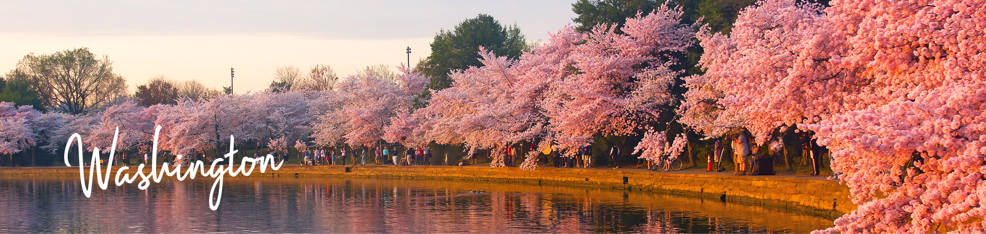 D.C. Blossoms